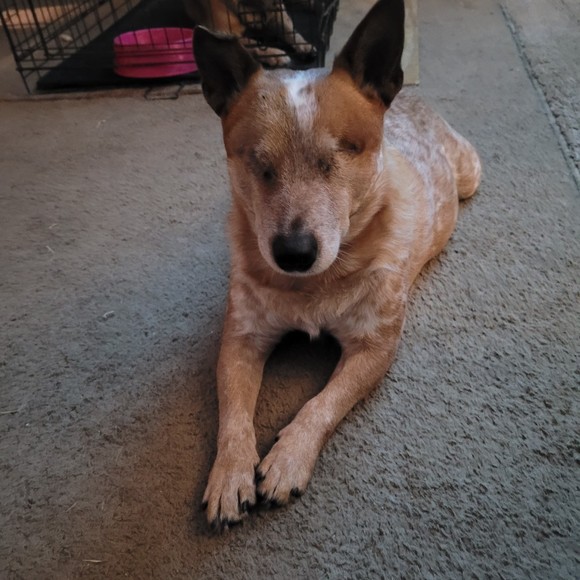 Meet your Posher, Posh - Picture 1 of 1